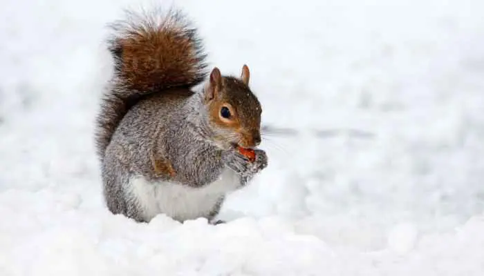 Winter squirrel with a nut