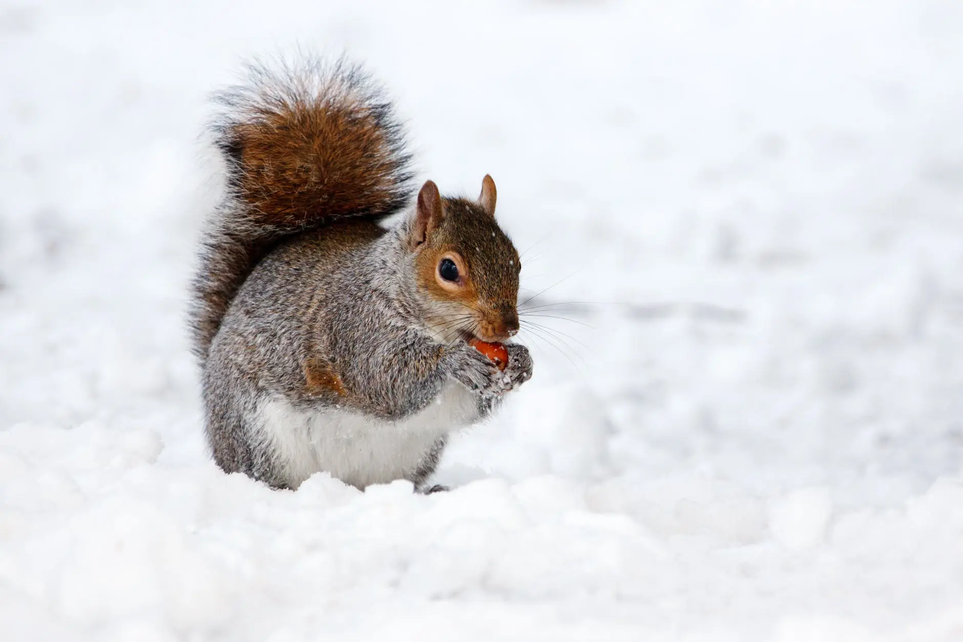 Winter scene with a squirrel