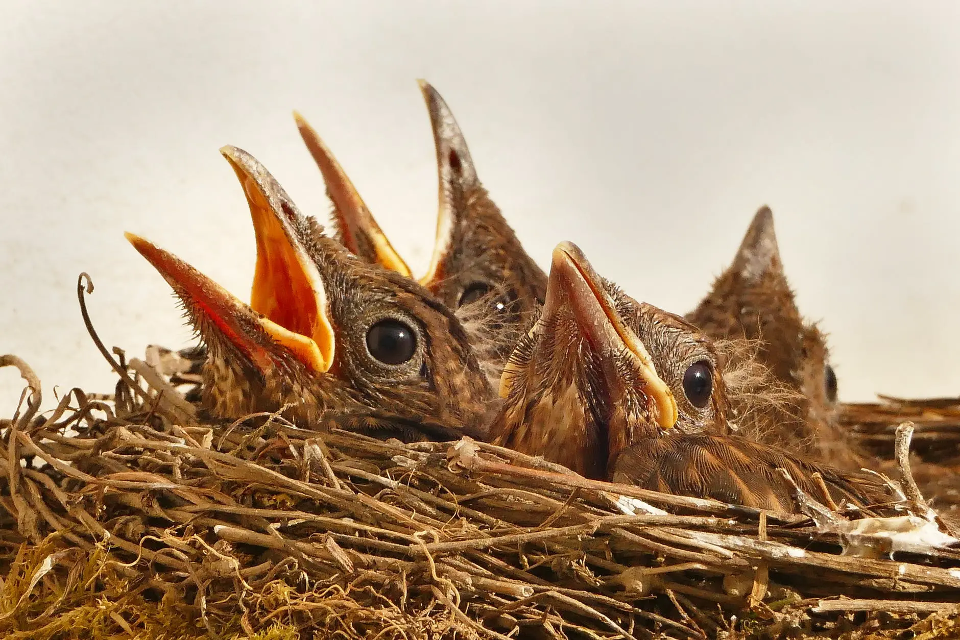 Hungry chicks with open beaks