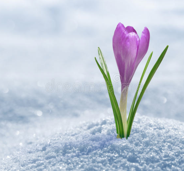 Crocus blooming in winter snow