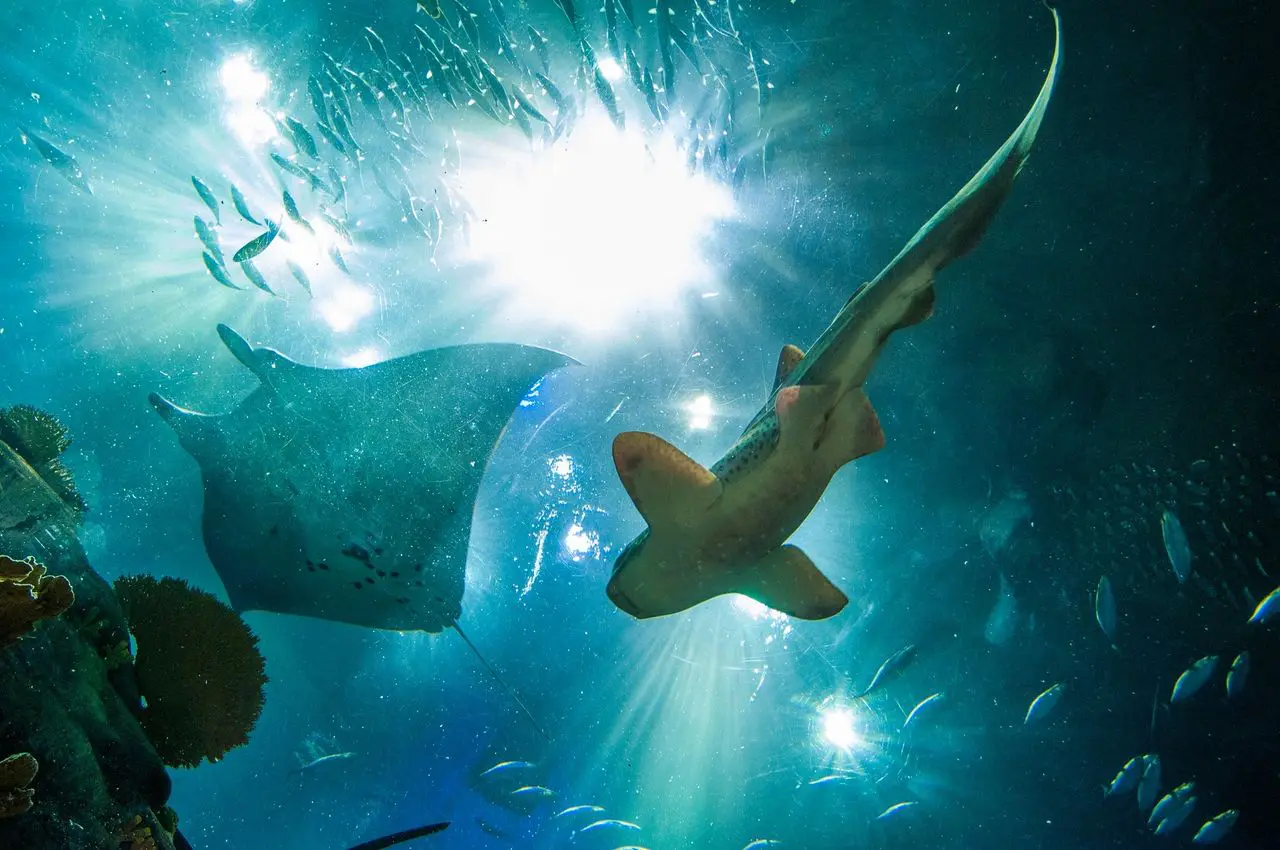 Underwater scene with rays and fish