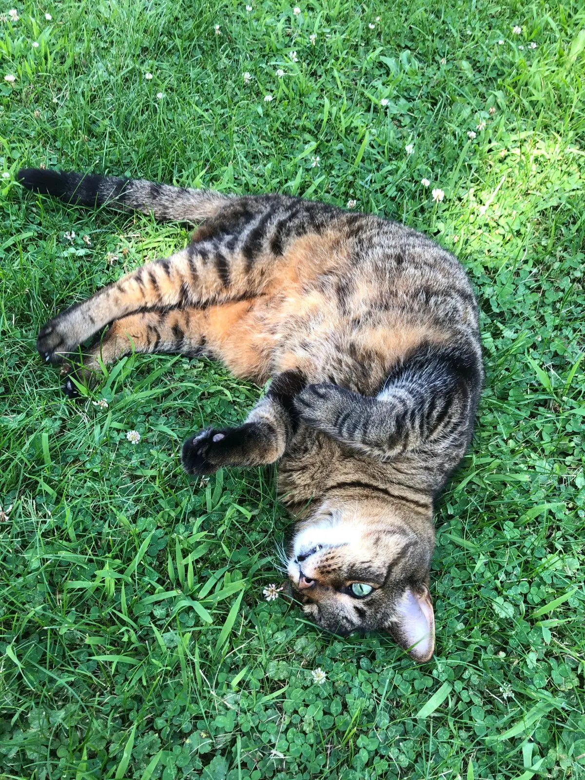 Tabby cat relaxing outdoors