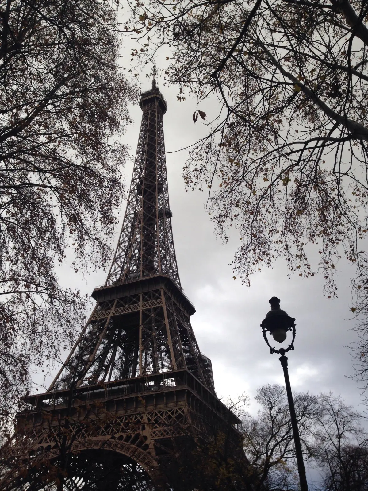 Eiffel Tower framed by autumn trees