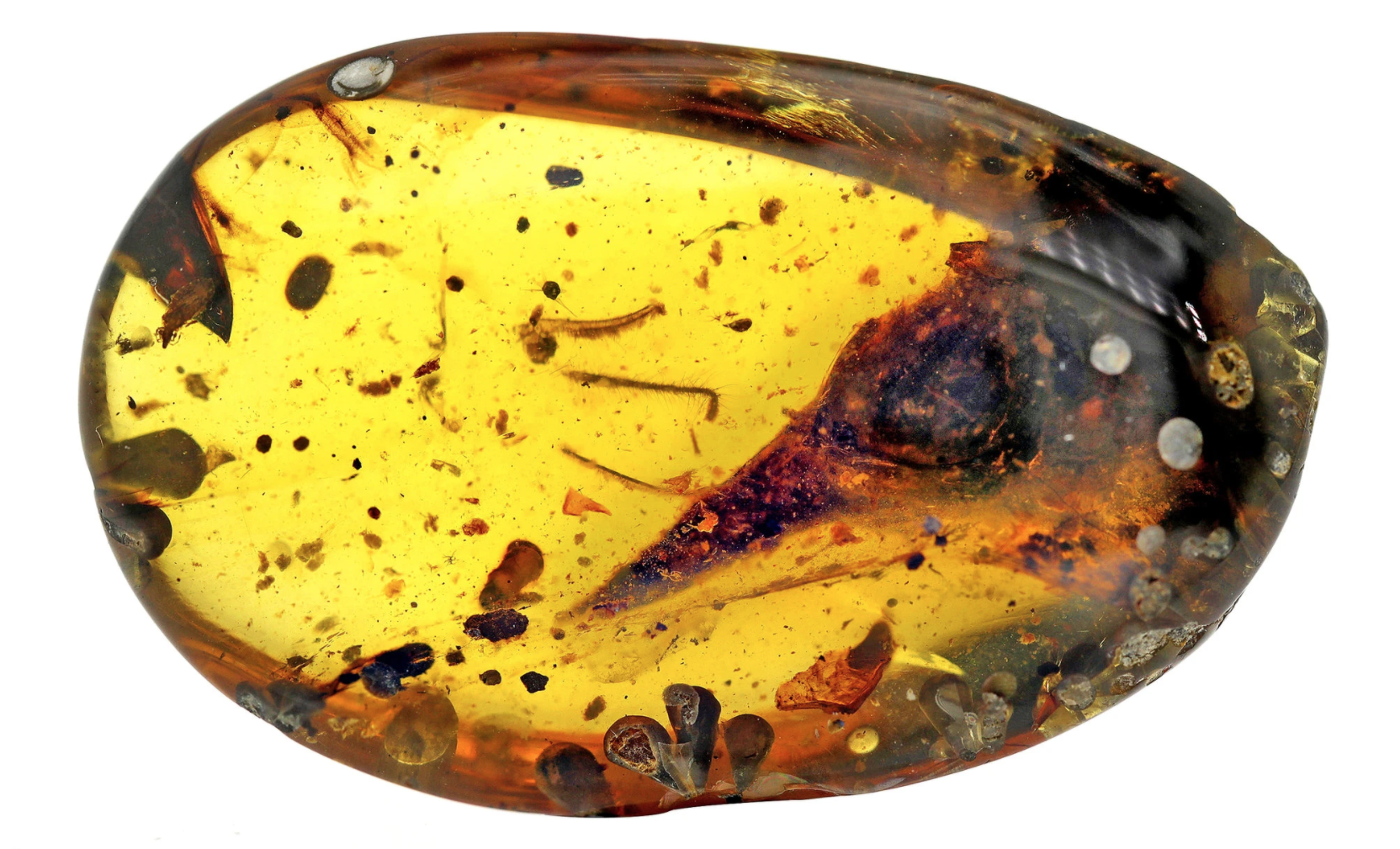 Amber with insect inclusion