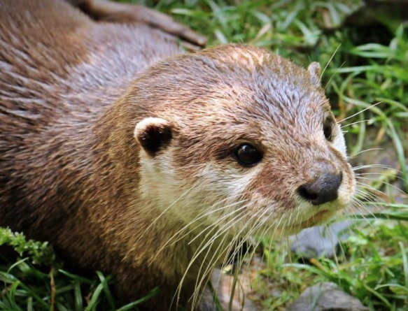 Close-up of an otter's face