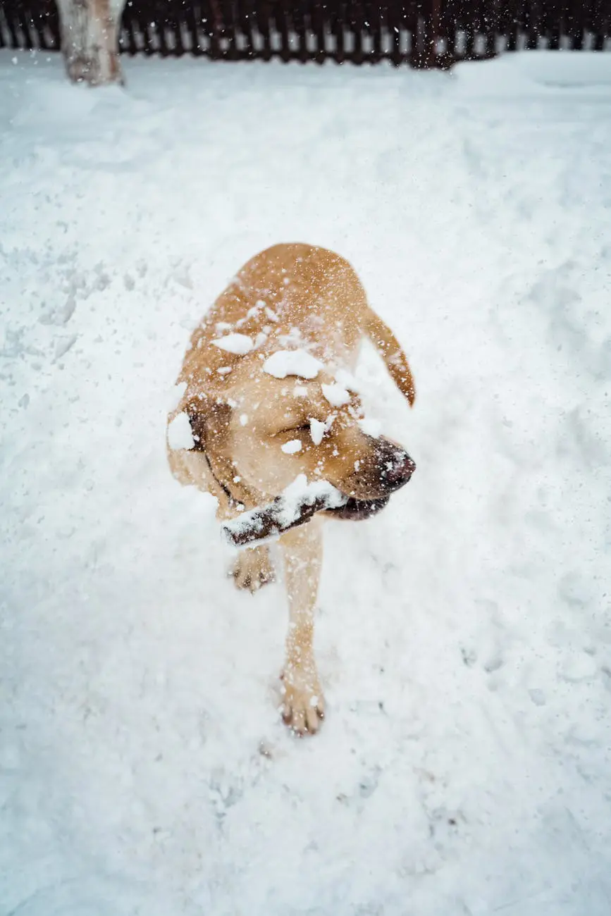 Dog with stick in snow