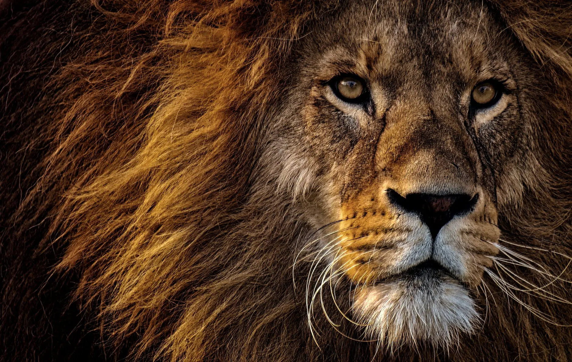 Lion's mane illuminated by soft light