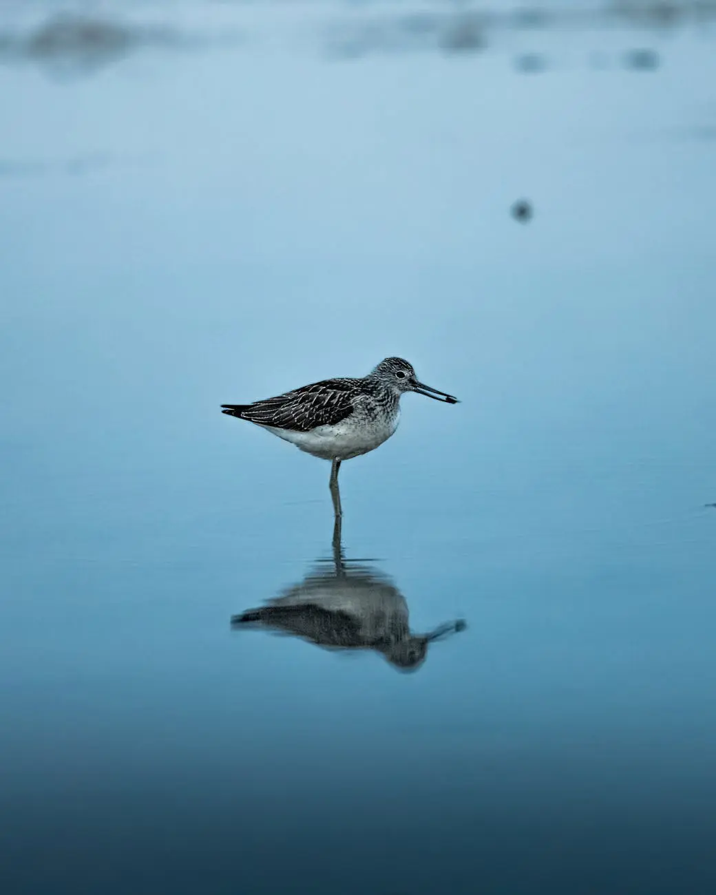 Bird mirrored in tranquil lake scene