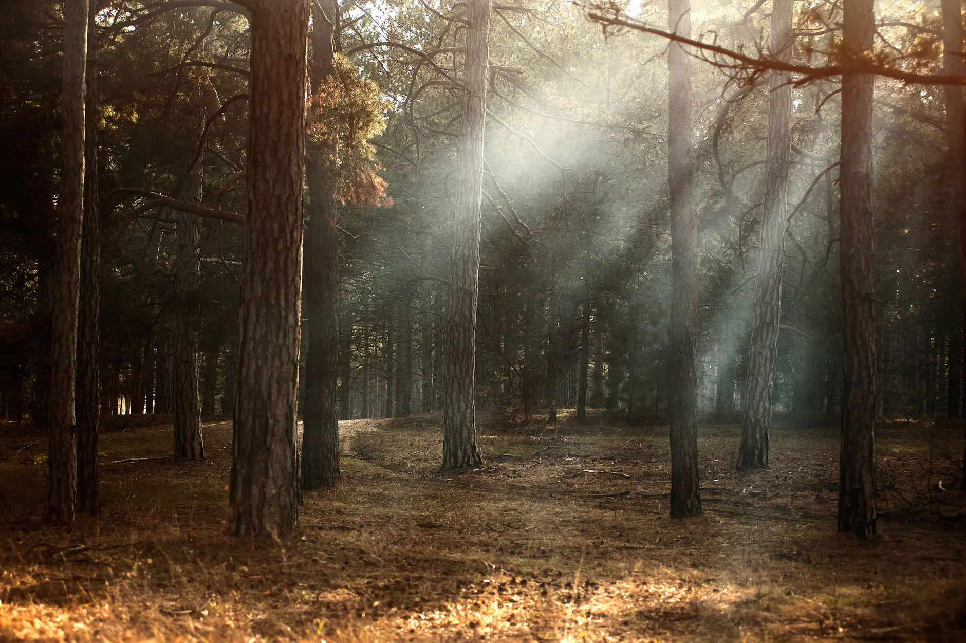 Sunbeams illuminating woodland scene