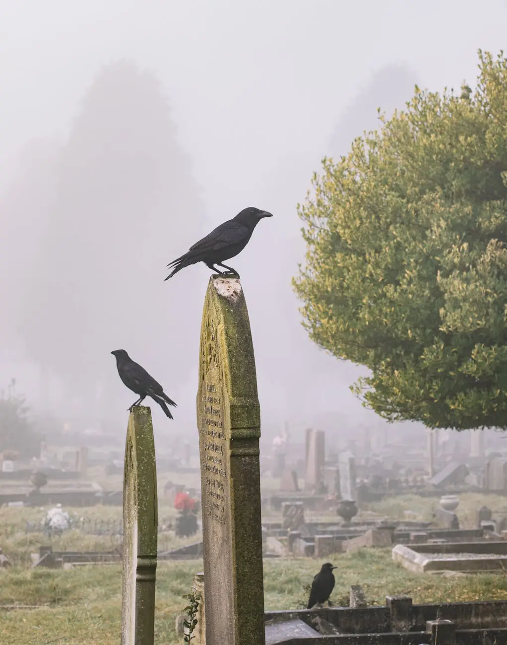 Two crows on gravestones in misty graveyard