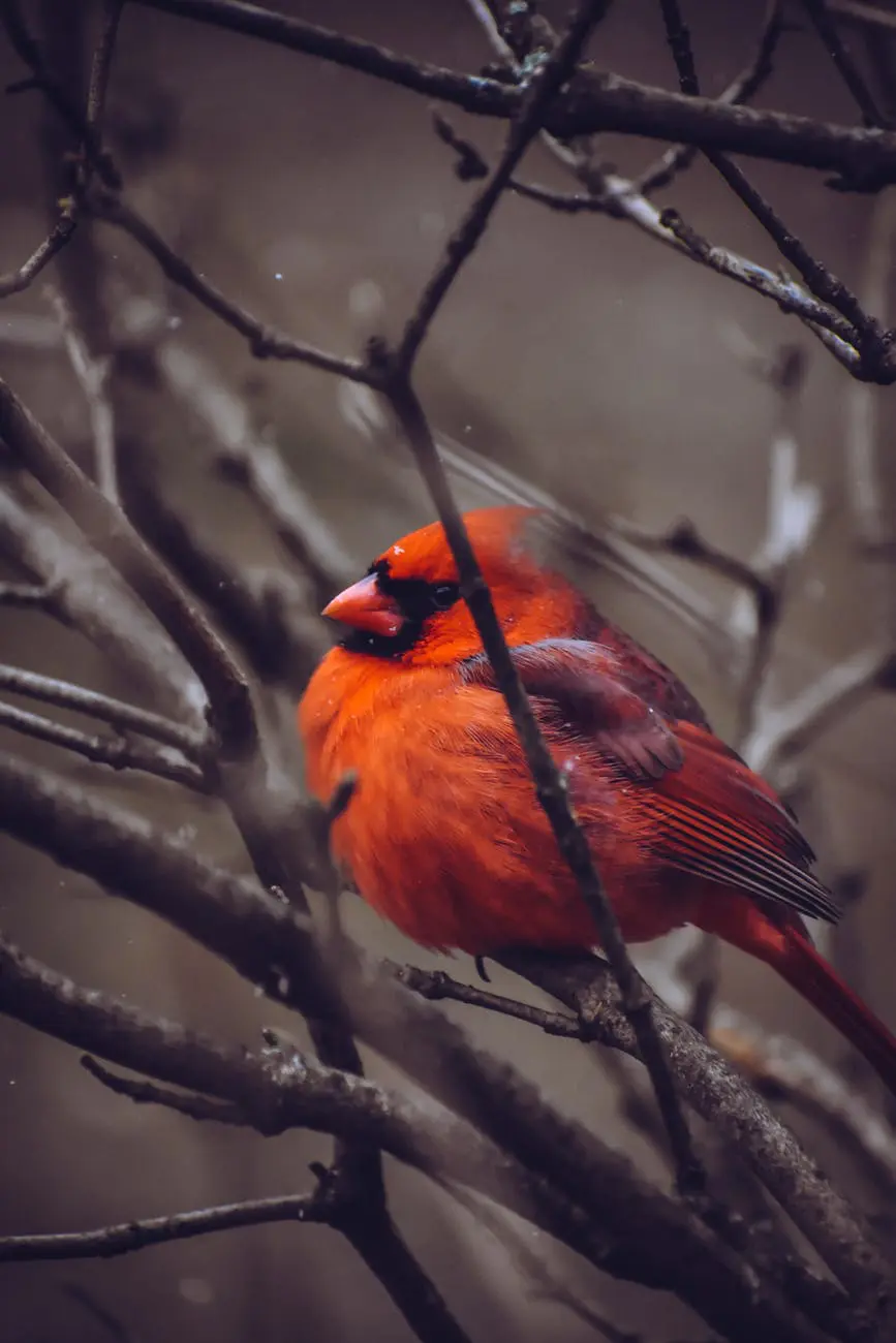 Red cardinal perched on bare branches.