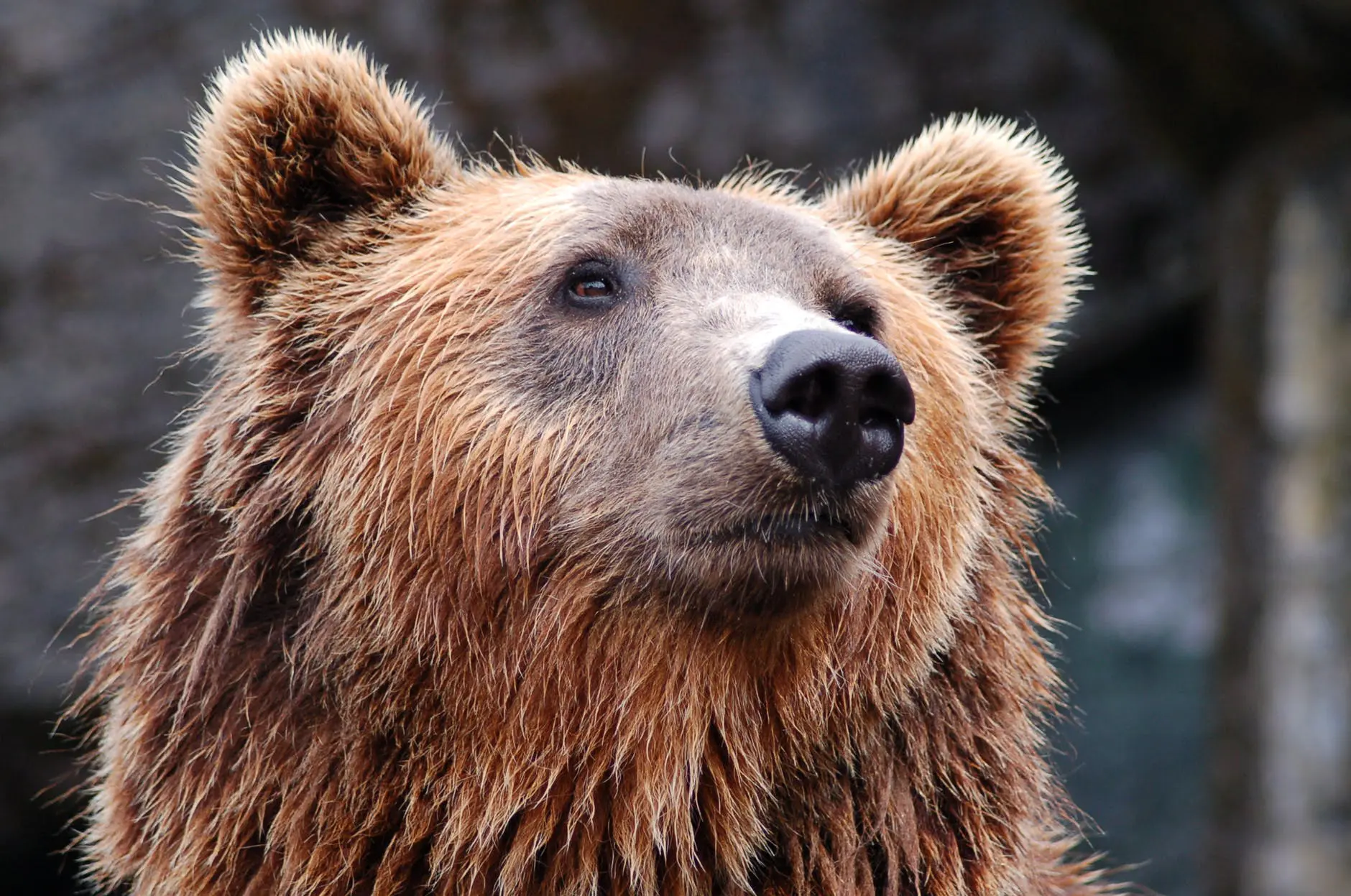 Close-up of a grizzly bear