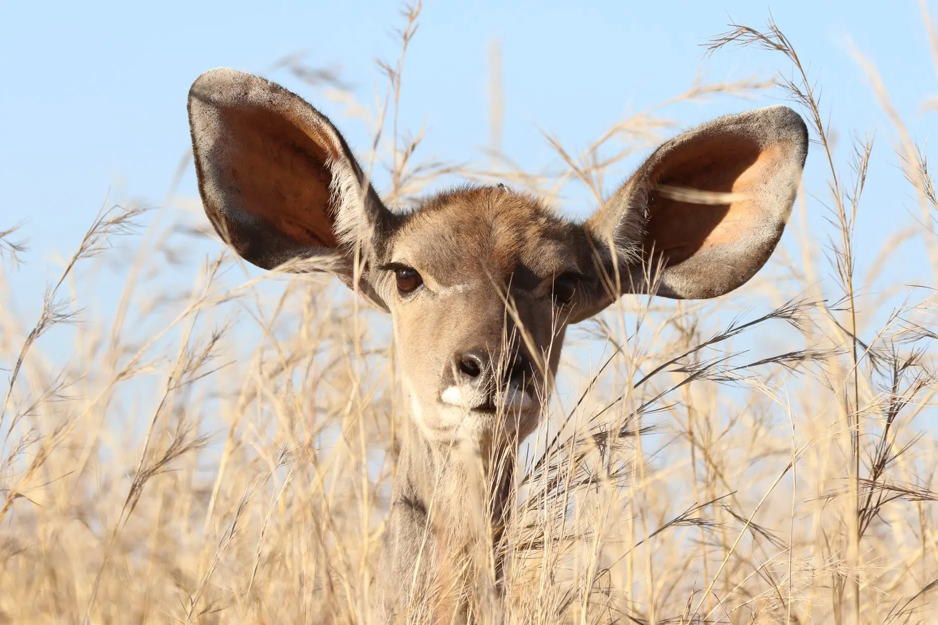 Deer peeking through tall grass