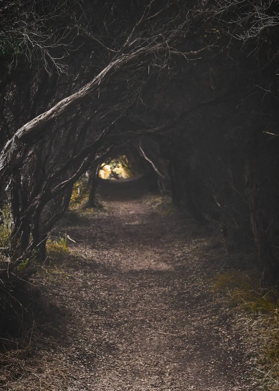 Shadowy forest walkway surrounded by trees