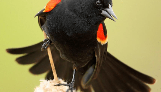 Bird with red patches on shoulders perched