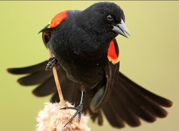 Blackbird with red wings perched on branch