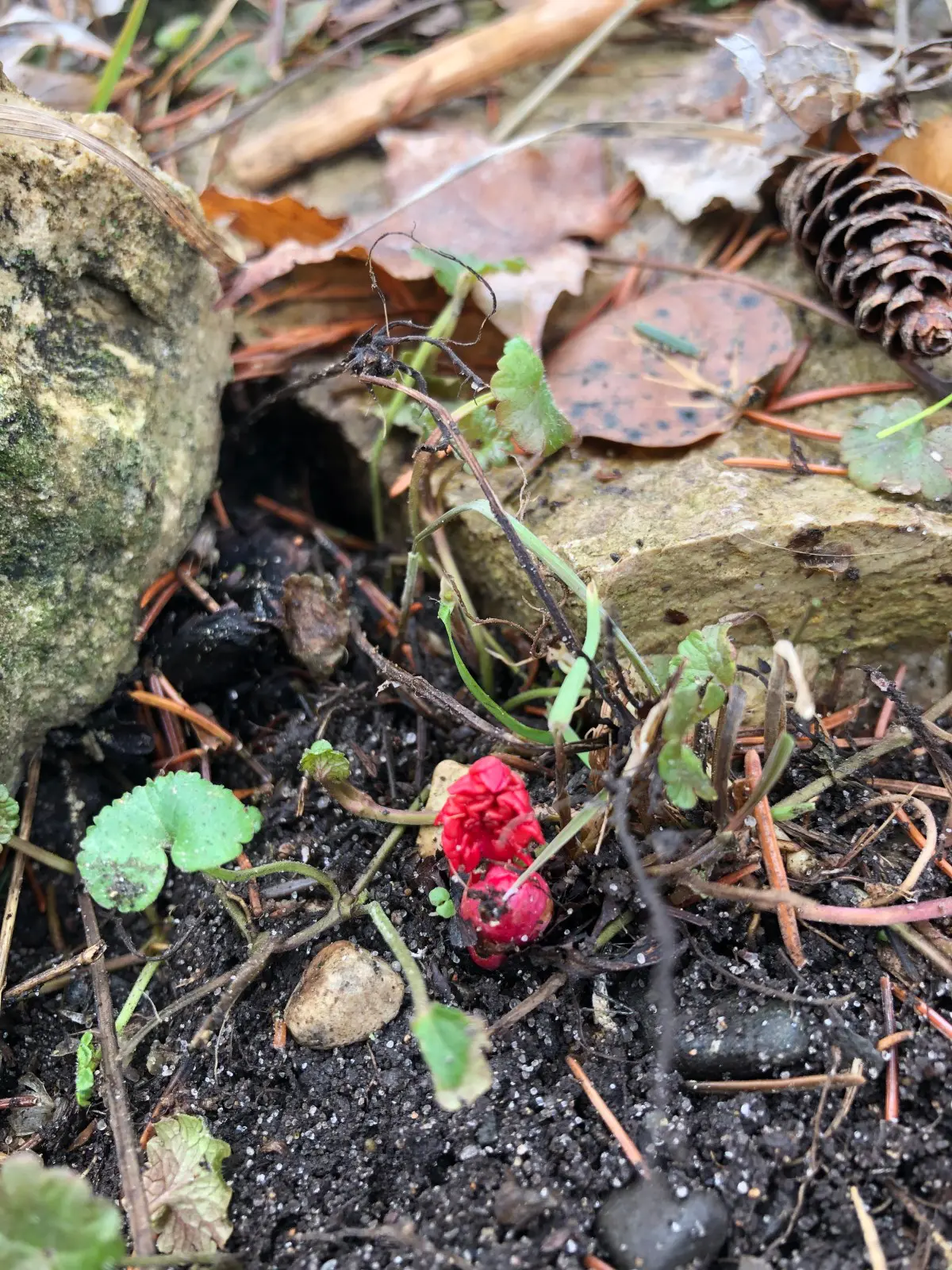 Forest undergrowth with red berries