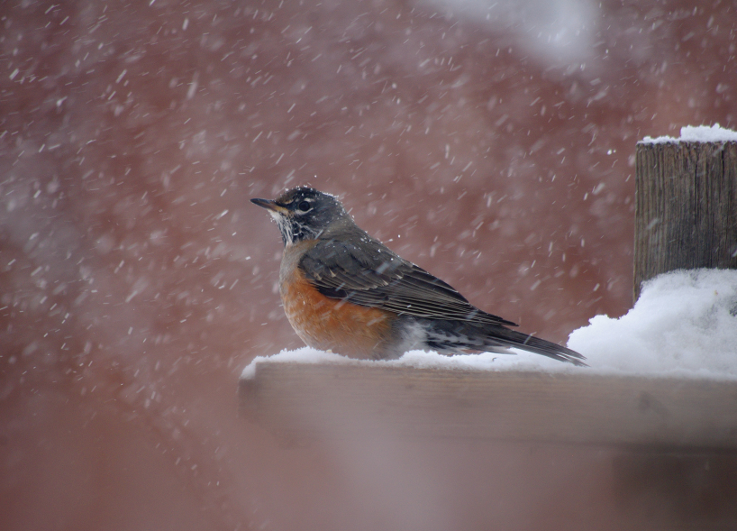 Robin perched in snowy weather