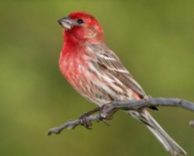 Finch with red plumage sitting calmly