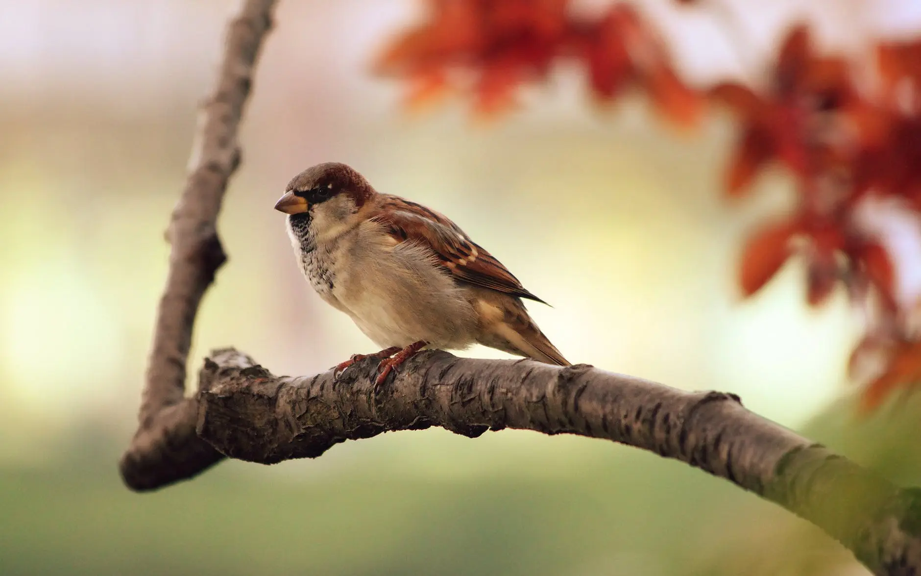 Small bird resting on tree limb