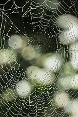 Close-up of intricate dewy spiderweb