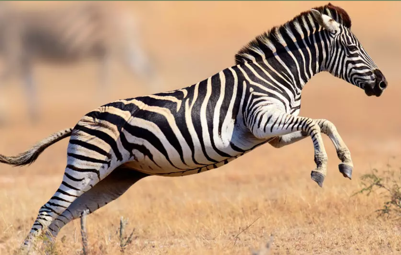 Zebra leaping in grassy savannah