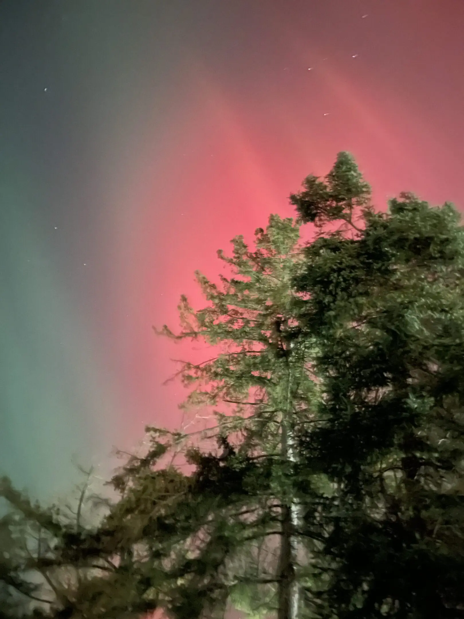 Northern lights above silhouetted pine trees.