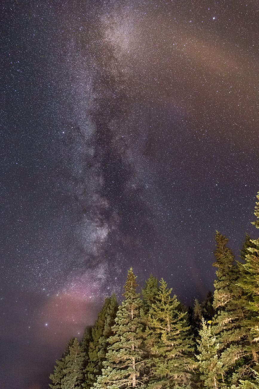 Milky Way over forest trees