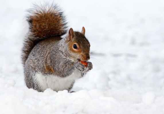 Winter squirrel with a nut
