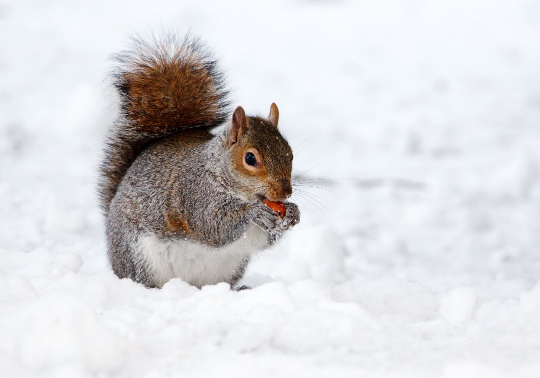 Winter scene with a squirrel