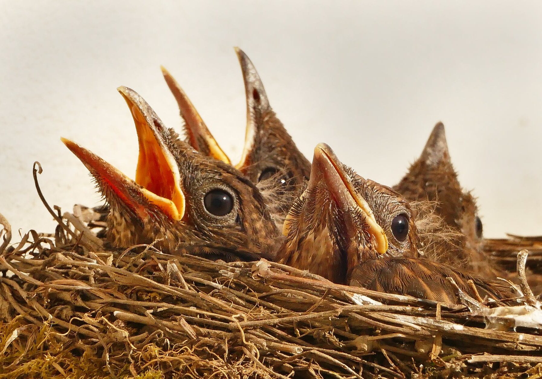 Hungry chicks with open beaks