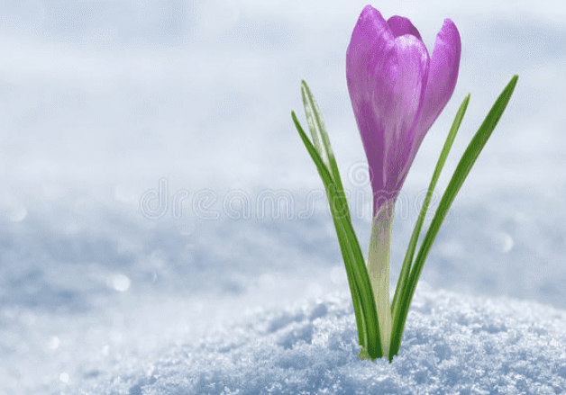 Crocus blooming in winter snow