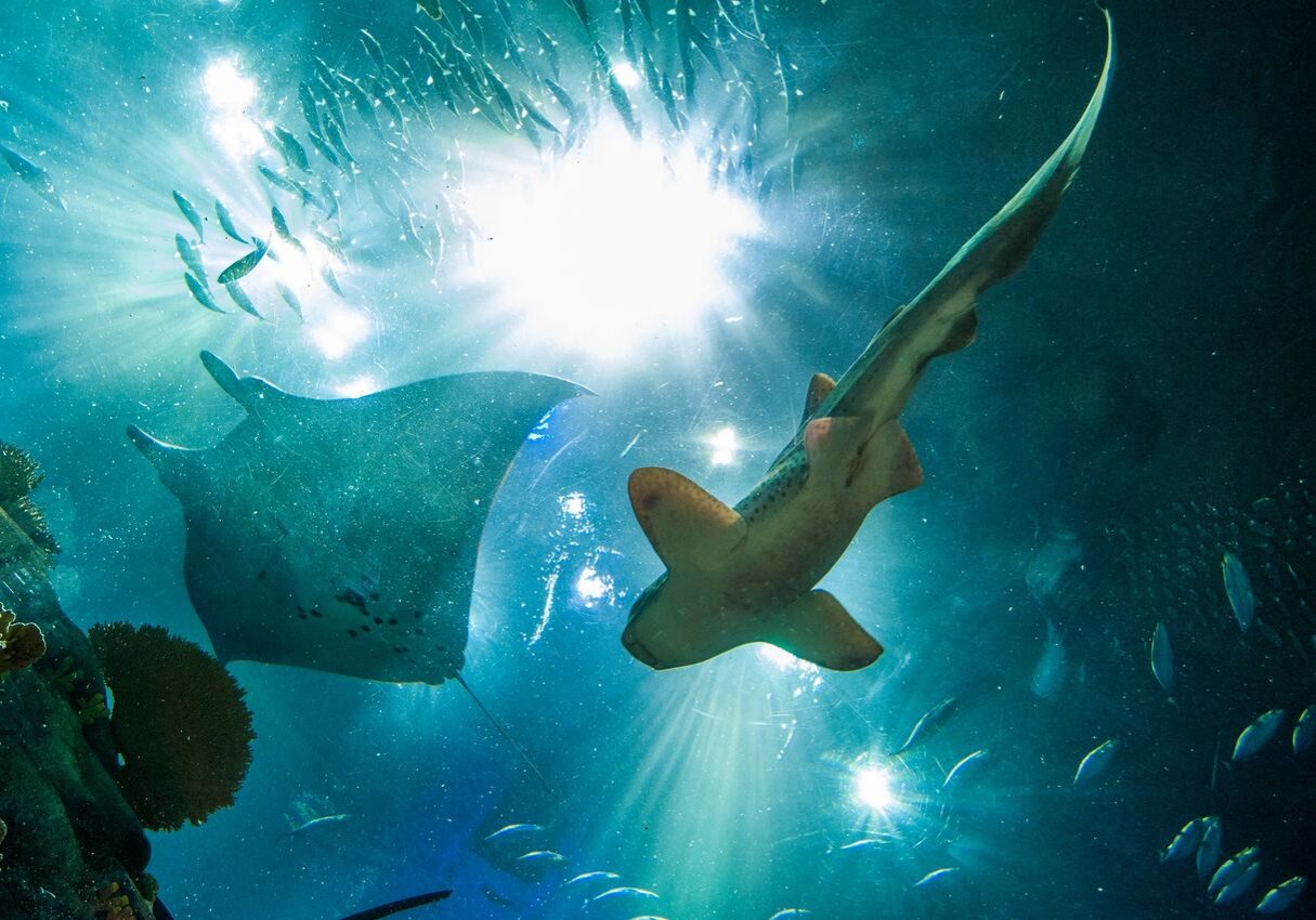 Underwater scene with rays and fish