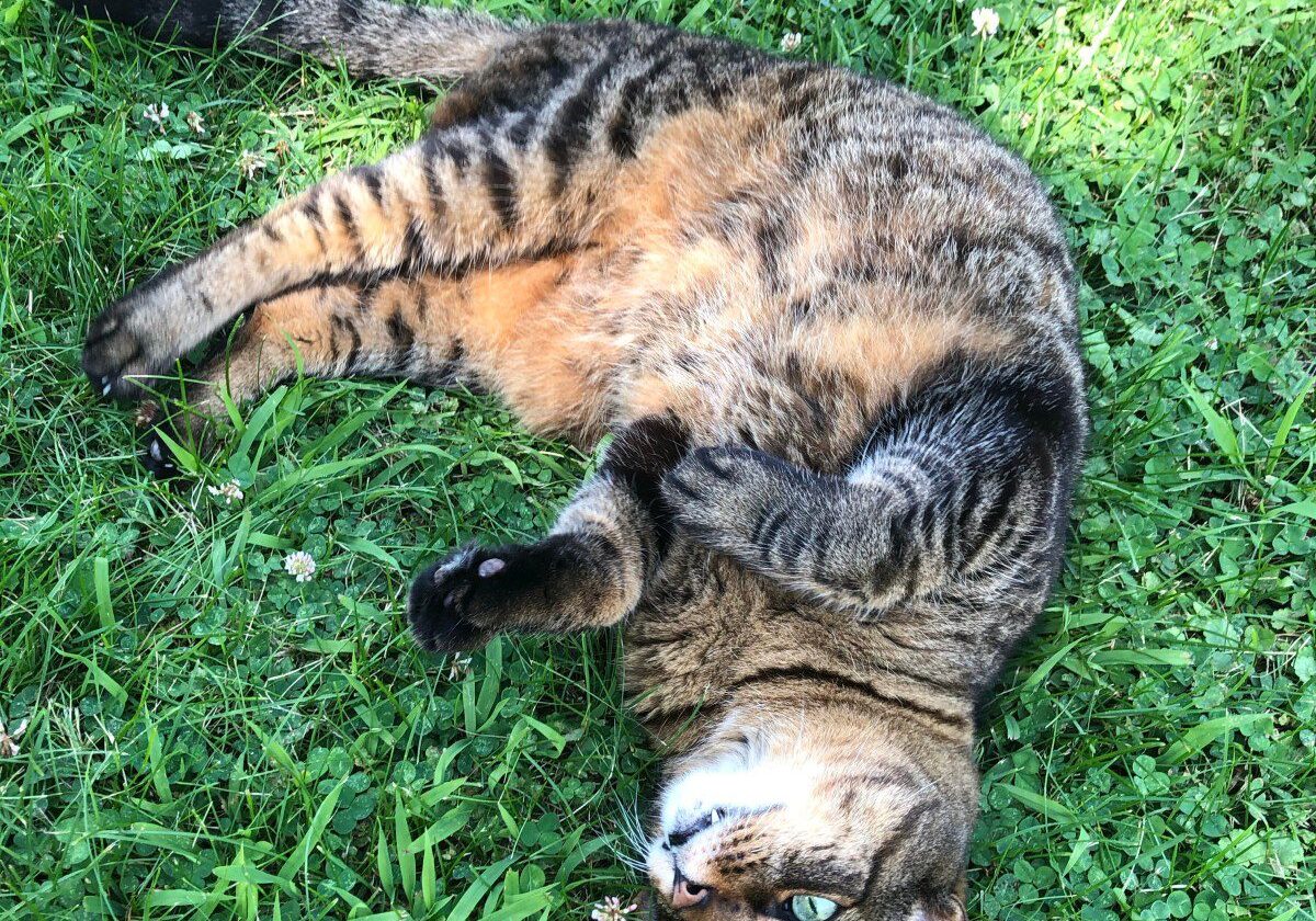 Tabby cat relaxing outdoors