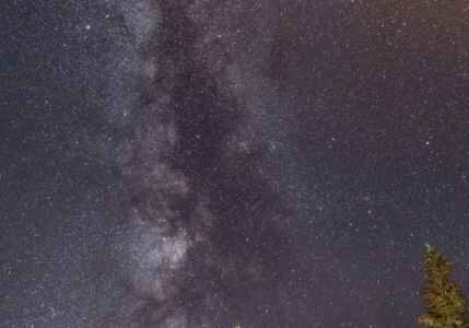 Milky Way galaxy over pine trees