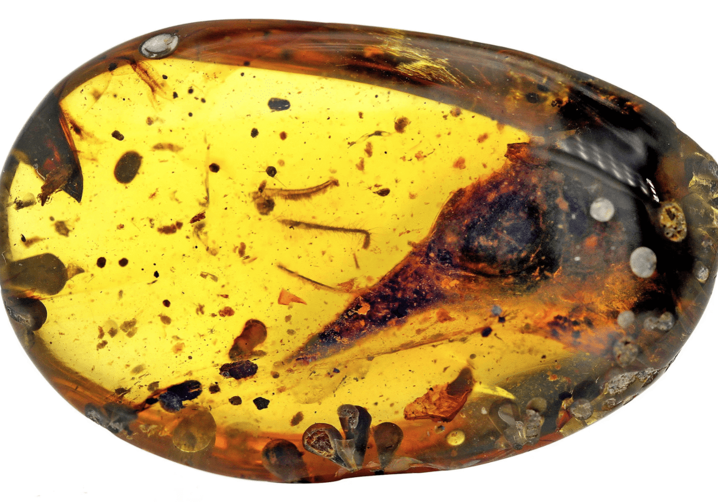 Amber with insect inclusion