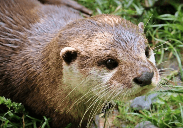 Close-up of an otter's face
