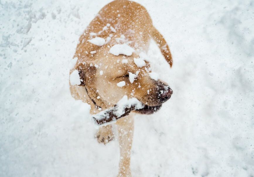 Dog with stick in snow