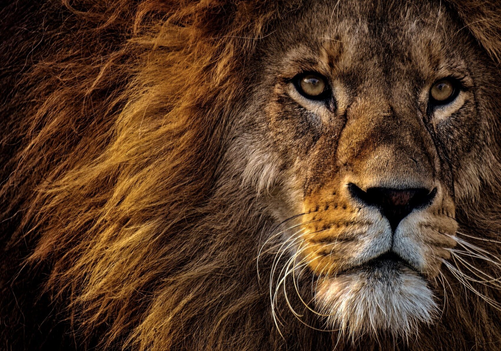 Lion's mane illuminated by soft light