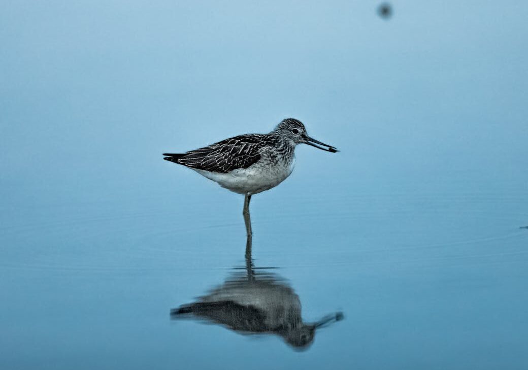 Bird mirrored in tranquil lake scene