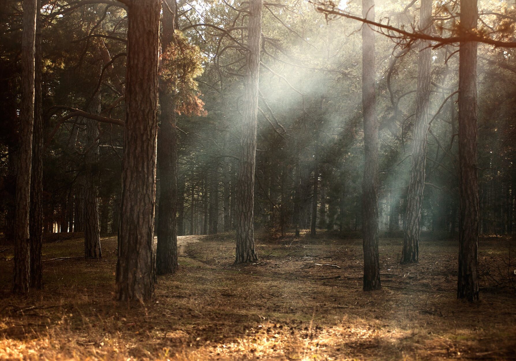 Sunbeams illuminating woodland scene