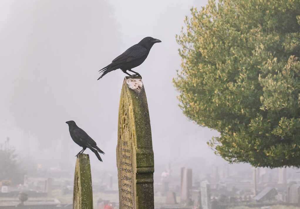 Two crows on gravestones in misty graveyard