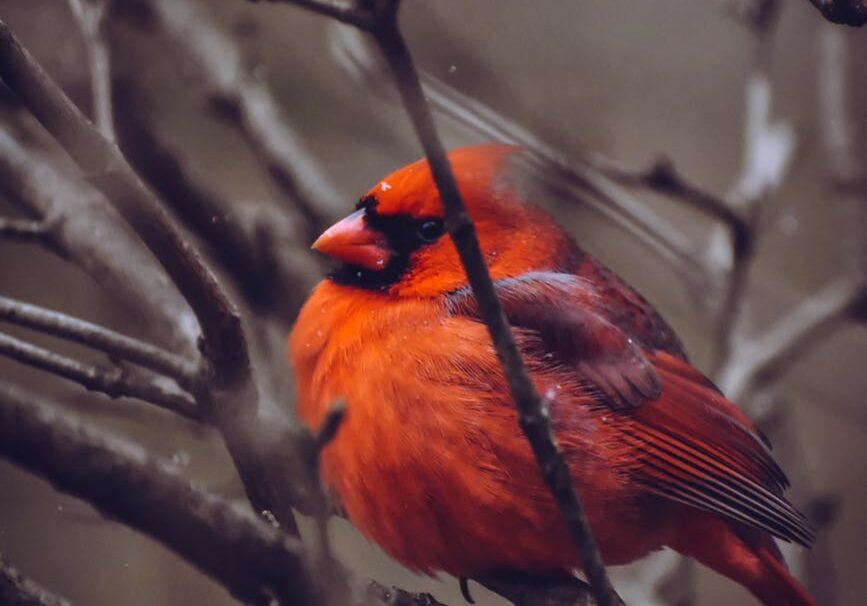 Red cardinal perched on bare branches.