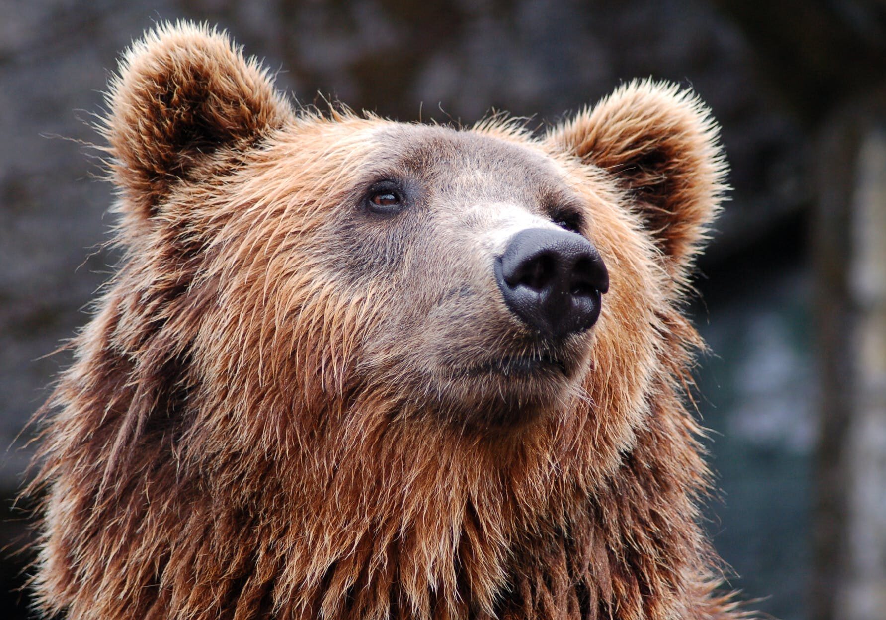 Close-up of a grizzly bear