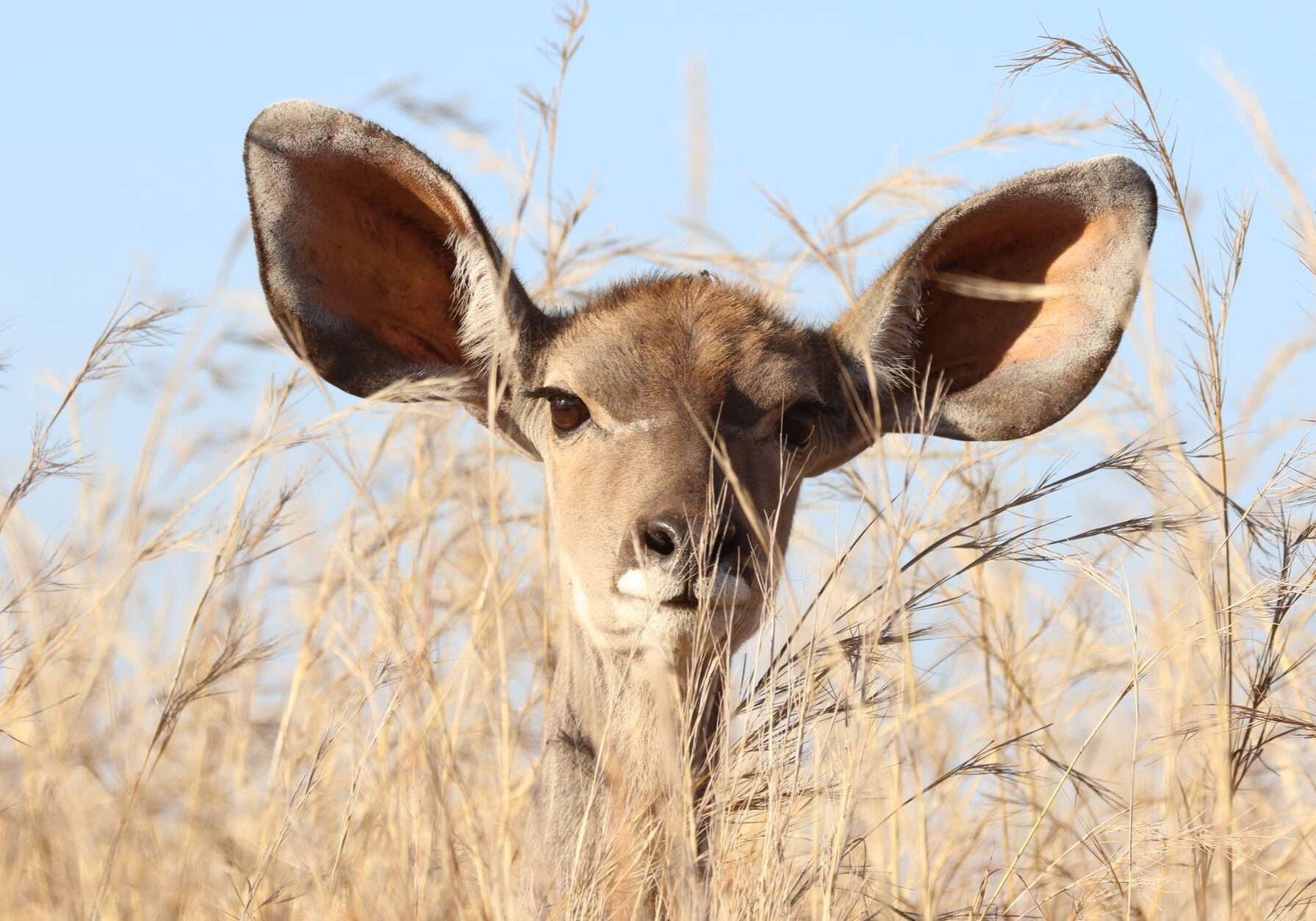 Deer peeking through tall grass