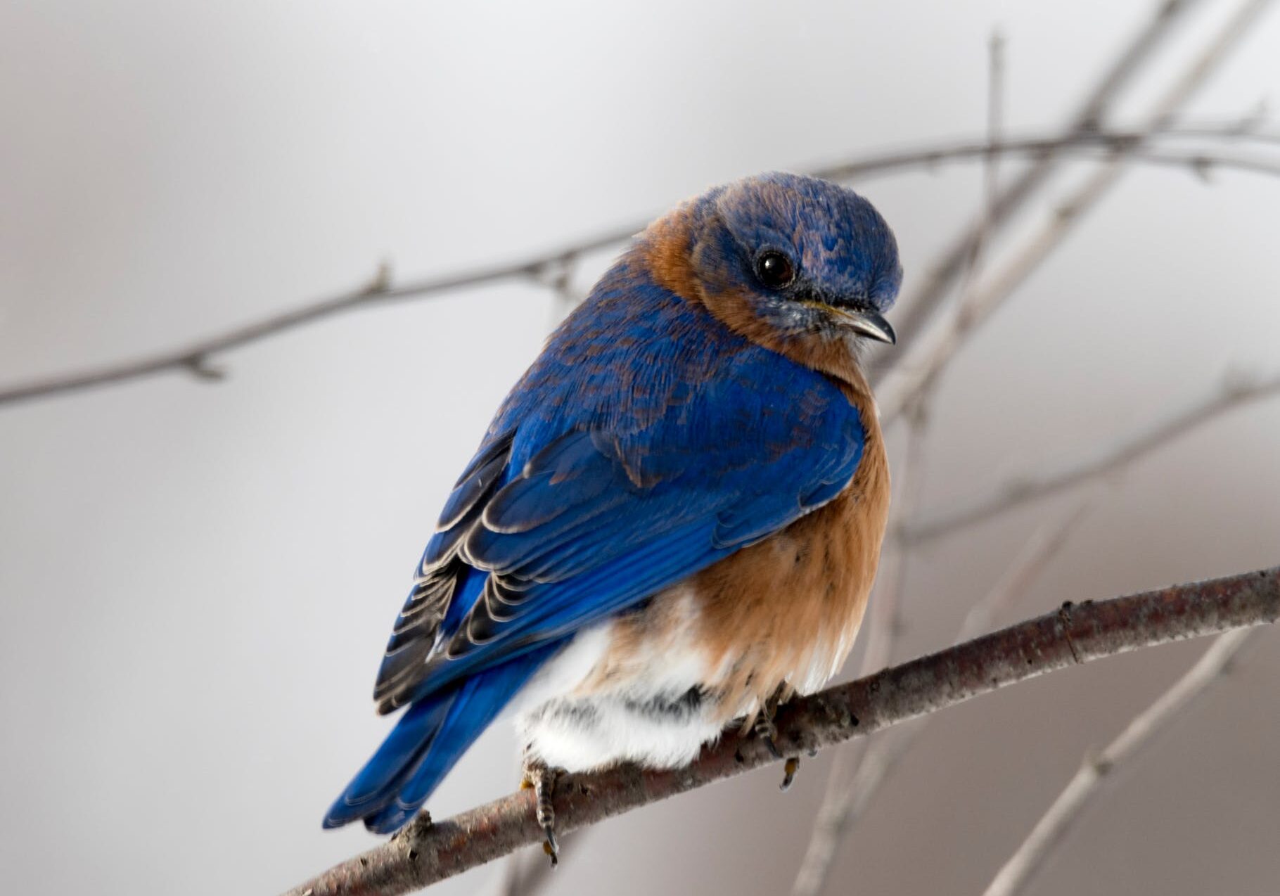 Bluebird perched on a bare branch