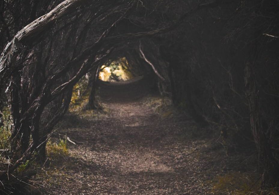 Shadowy forest walkway surrounded by trees