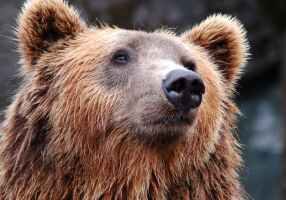 Close-up of a brown bear's face