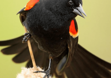 Bird with red patches on shoulders perched