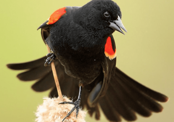 Blackbird with red wings perched on branch
